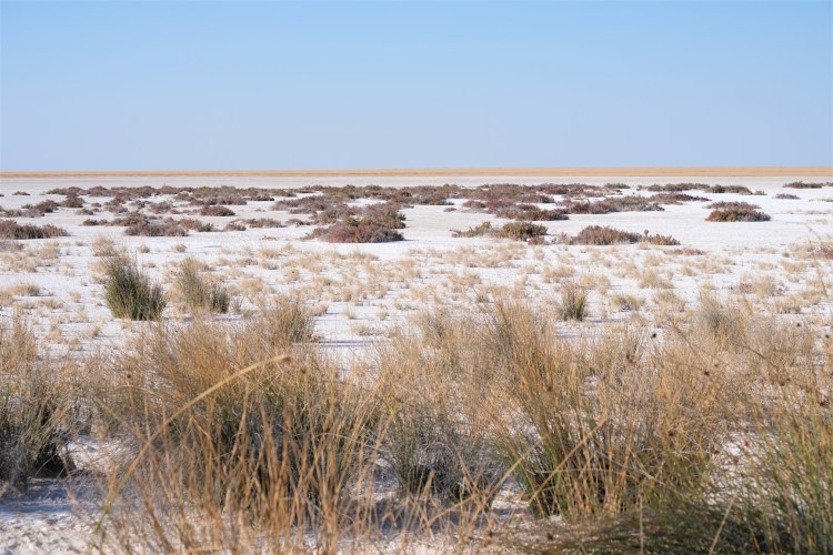 Etosha National Park Namibia Safari. Now Just Travel