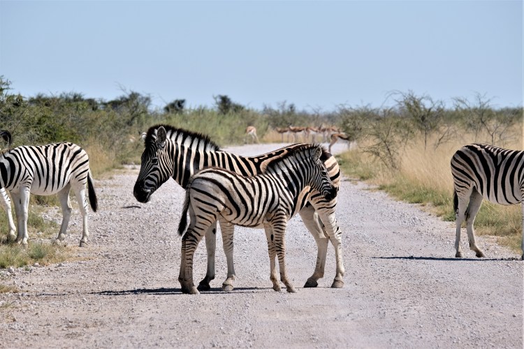 Zebras in Etosha National Park Namibia Safari