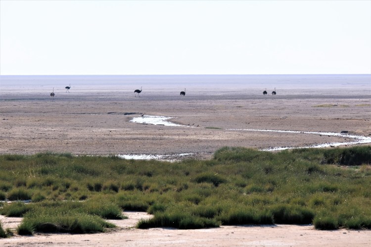 Ostriches in Etosha National Park Namibia Safari. Now Just Travel