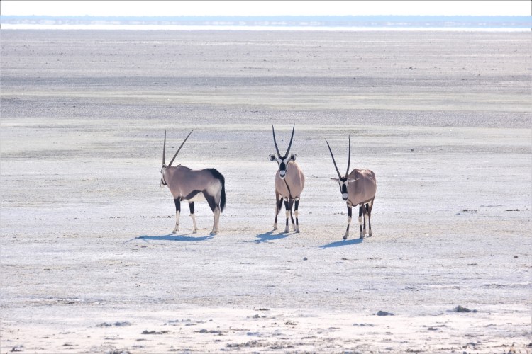 Oryx in Etosha National Park Namibia Safari