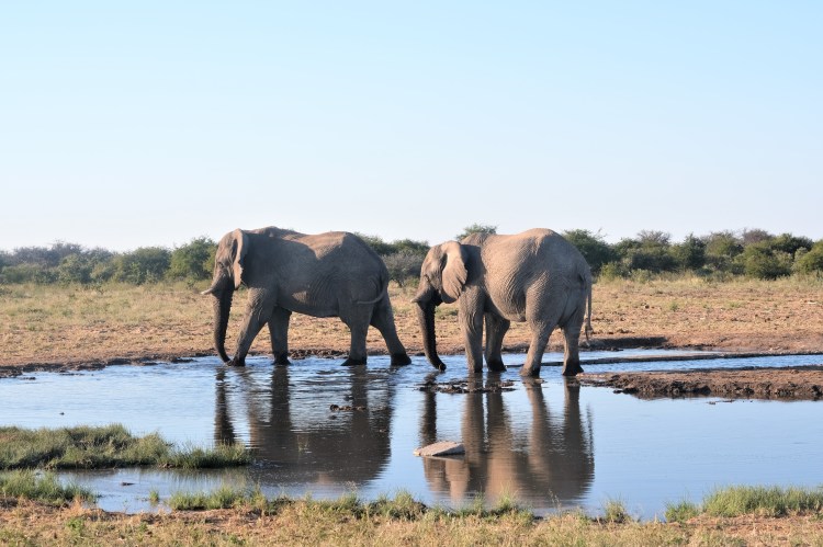 Elephants in Etosha National Park Namibia Safari