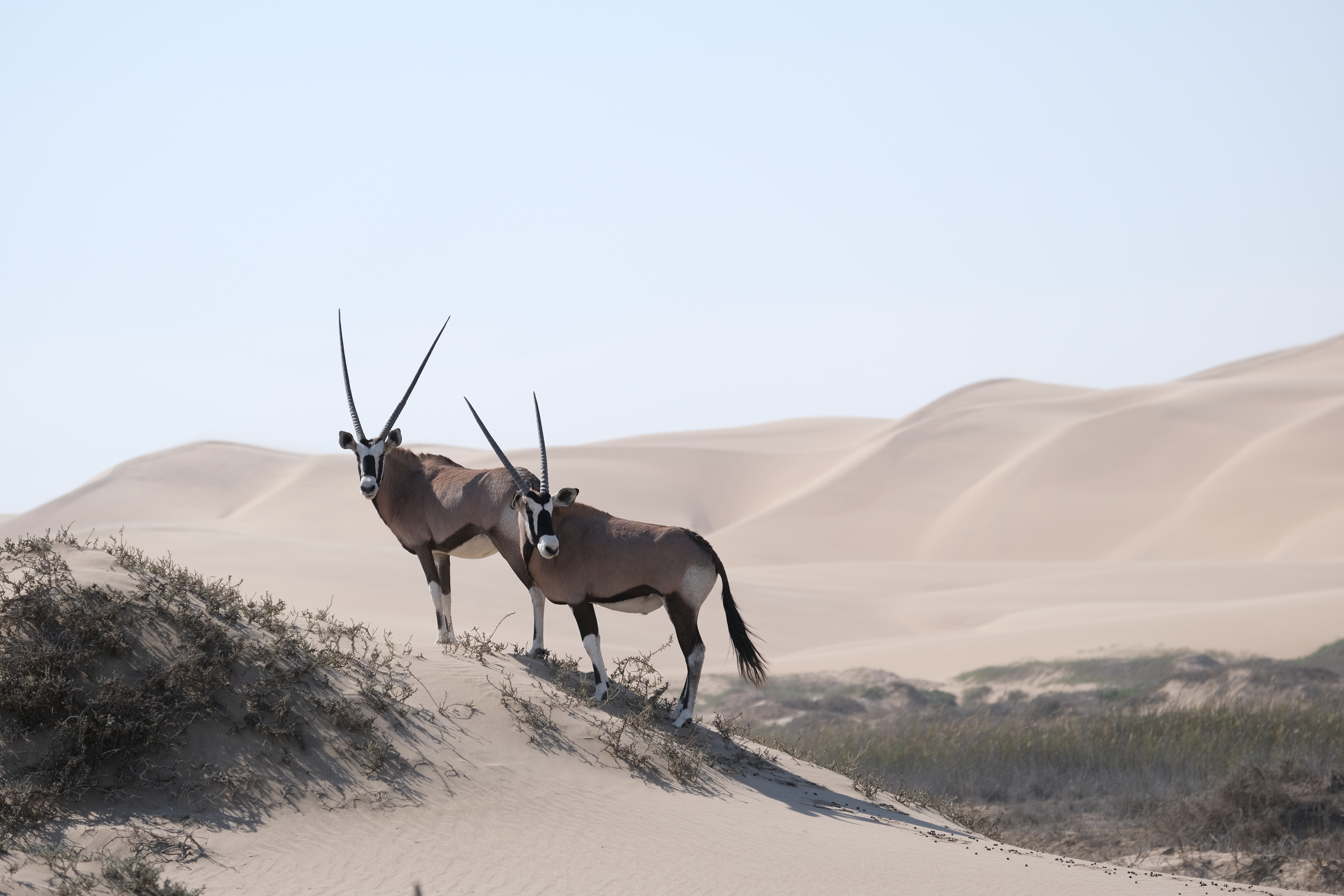 Oryx National Antelope Namibia Sandwich Harbour Swakopmund